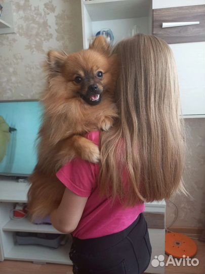 Отдаю собаку в добрые руки