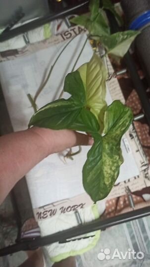 Сигнониум империал Вайт