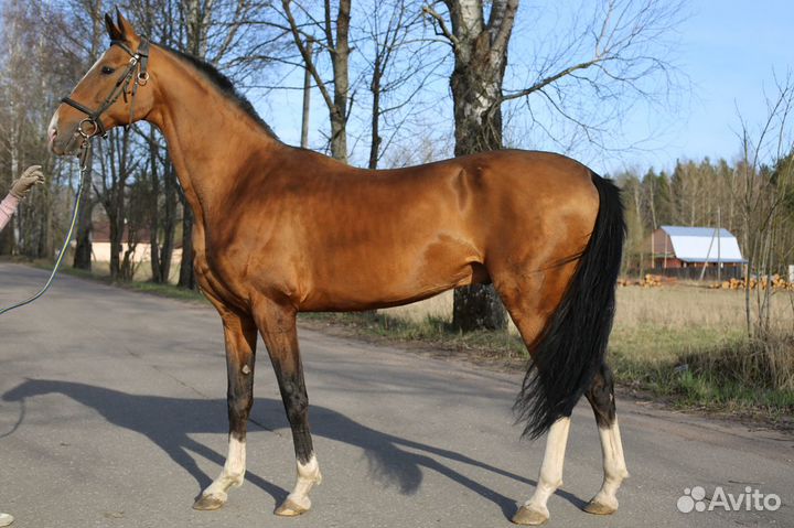 Продажа лошадей