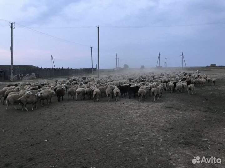 Работа чабан пастух