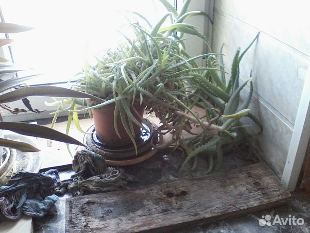 Алоэ лечебный