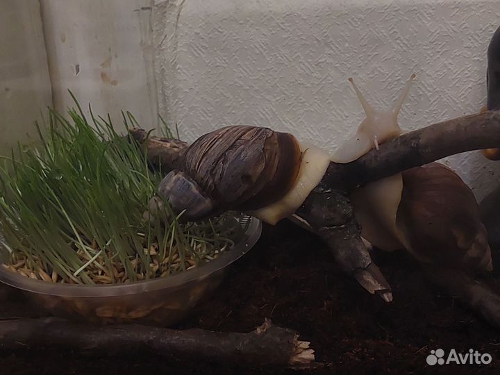 Взрослые улитки ахатины