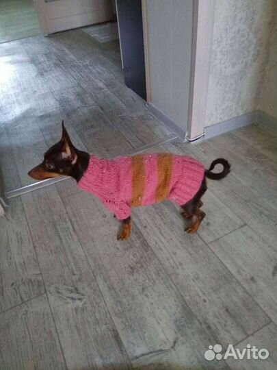 Одежда для маленьких собак