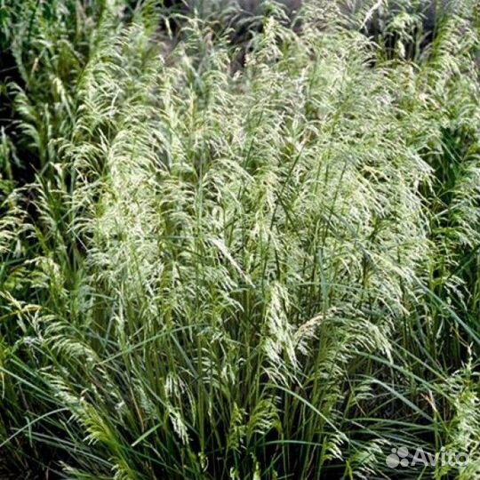 Щучка дернистая Pixie Fountain Саженцы, Рассада