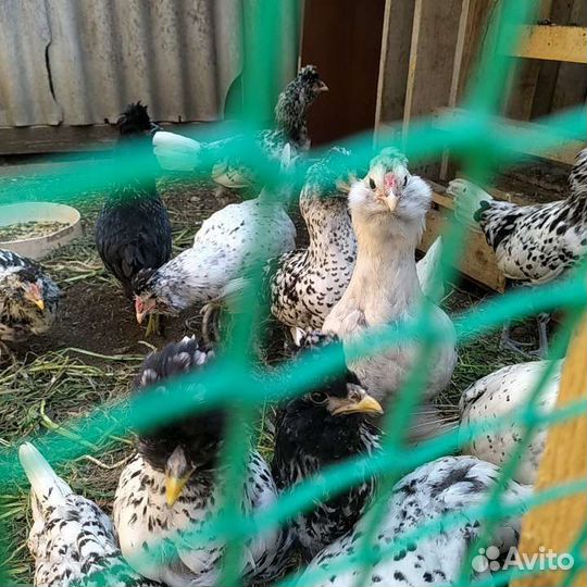 Куры молодки