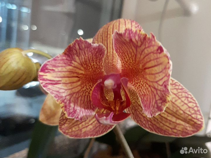 Phal. Baldan's Kaleidoscope бабочка