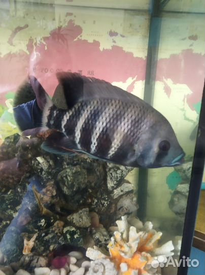 Рыба цихлида