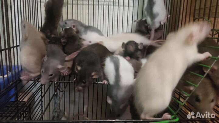 Кормовые крысы, крысы на корм, кормовые грызуны