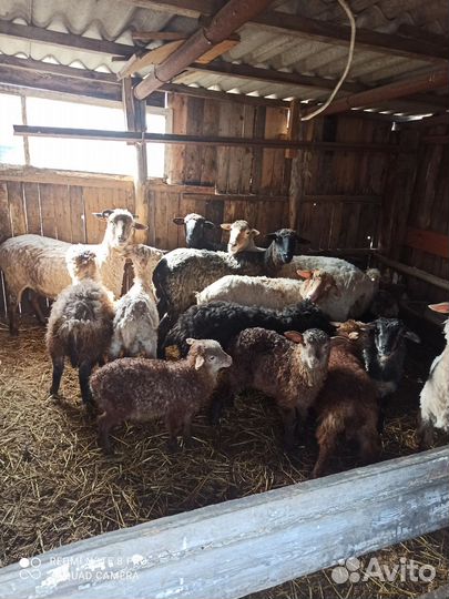 Овцы бараны ягнята