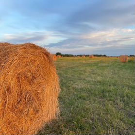 Продам сено в рулонах свежий укос