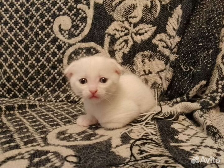 Продаются два котенка инопланетянина) метисы