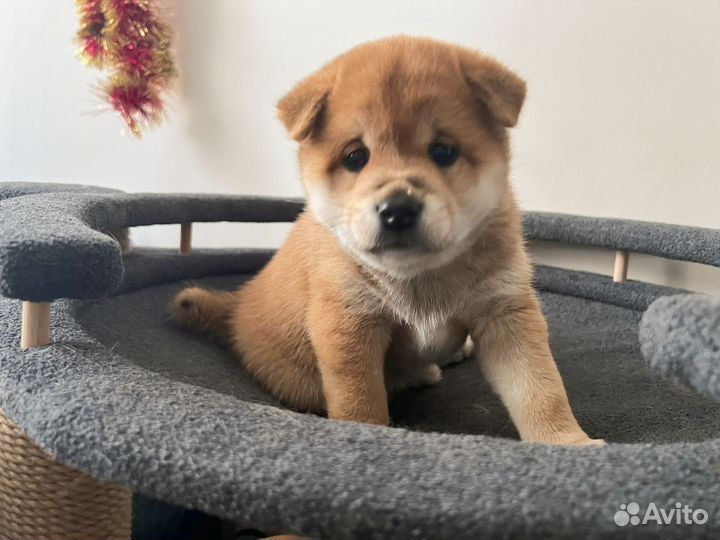 Щенки сиба ину с документами