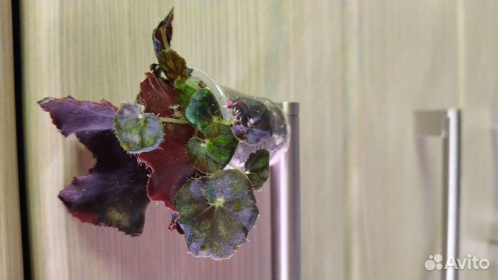 Бегония black mamba