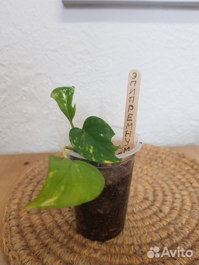 Комнатные цветы