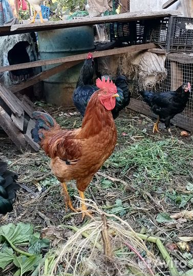 Куры петухи