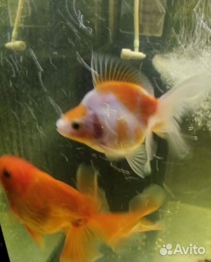 Аквариумные рыбки