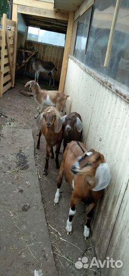 Продам козлят
