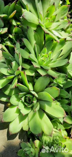 Суккуленты