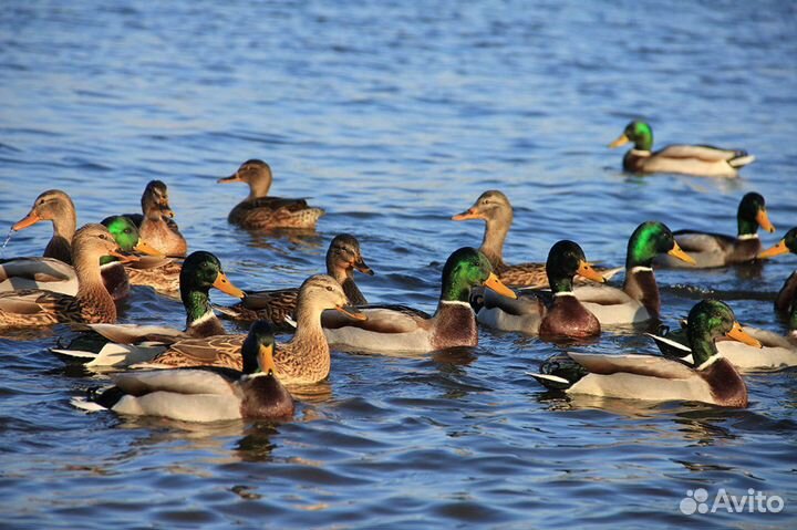 Утка дикая кряква