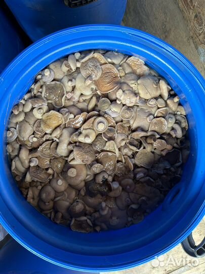 Маслята солено отварные