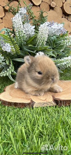 Самые маленькие Кролики