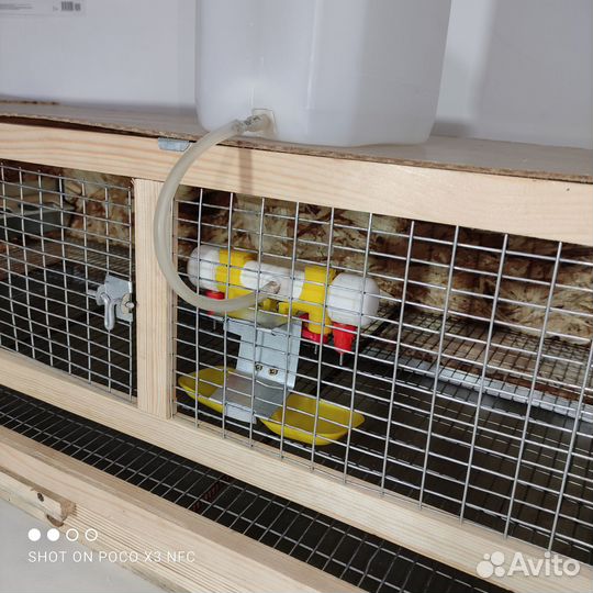 Клетки для перепелов