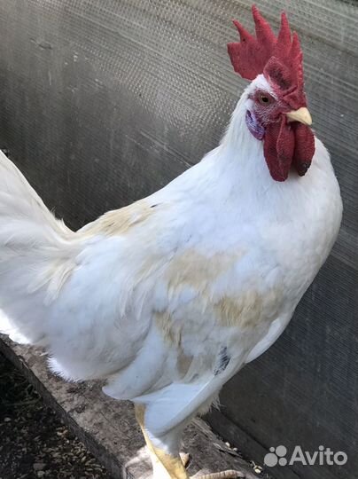 Петухи