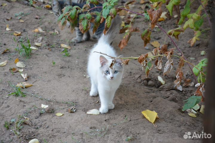 Домашние животные кошки