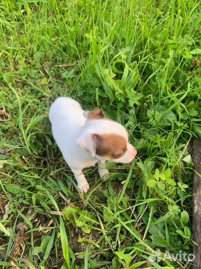 Щенки чихуахуа