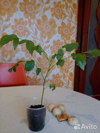 Грецкий орех саженцы