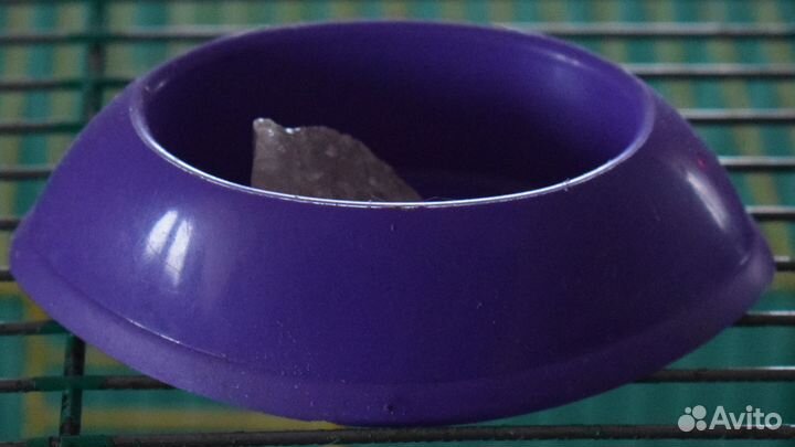 Товары для содержания хомячков, джунгариков