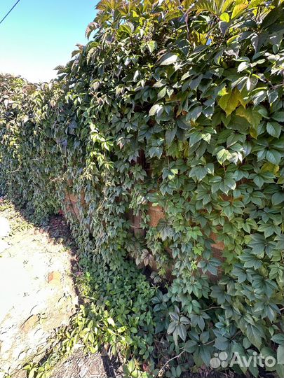 Виноград декоративный быстрорастущий