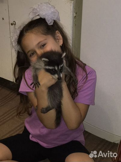 Енот полоскун малыши