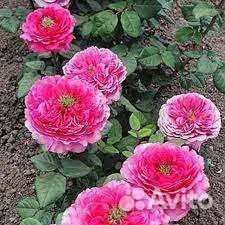 Саженцы японских роз