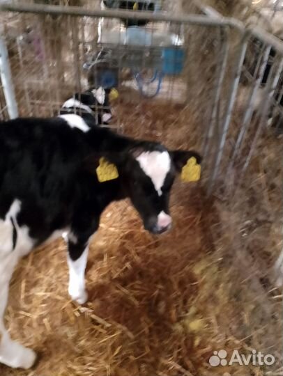 Телята бычки