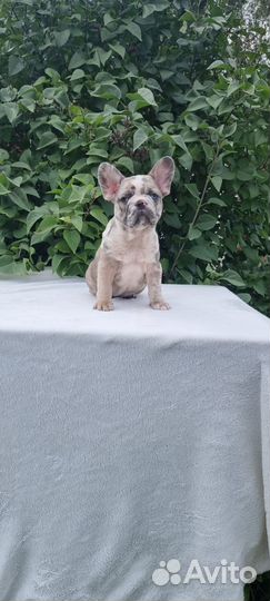 Наша девочка Рокси Рейна Марвел Буль ищет семью