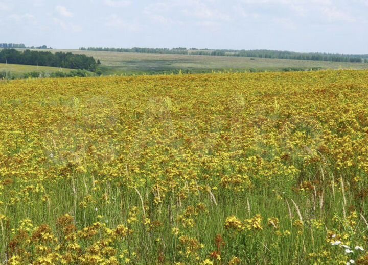 Участок 20 сот. (ИЖС)