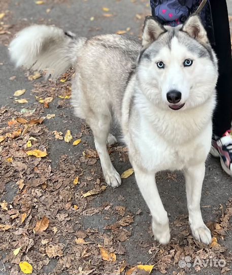 Отдаю собака хаски