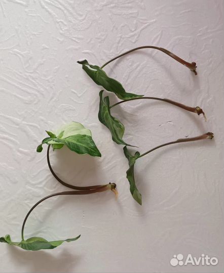 Сингониумы редкие