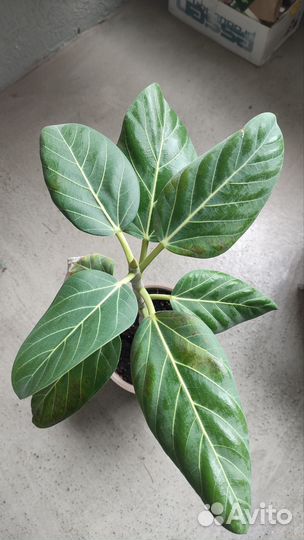 Фикус Бенгальский