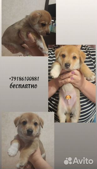 Щенки в добрые руки