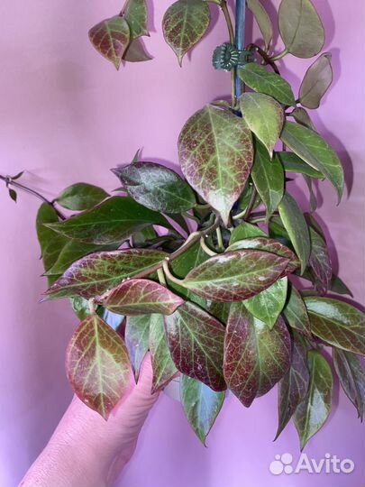 Хойя Санрайз