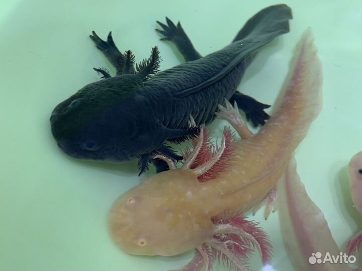 Аксолотль розовый, черный и аквариумы под ключ