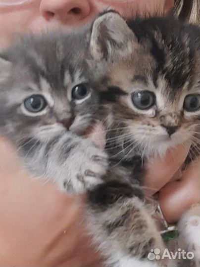Котята 1,5 мес в самые лучшие руки