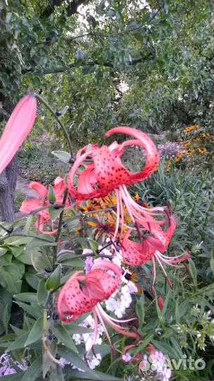 Лилии луковицы разные