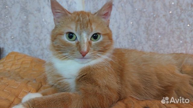 Кошечка Ласка