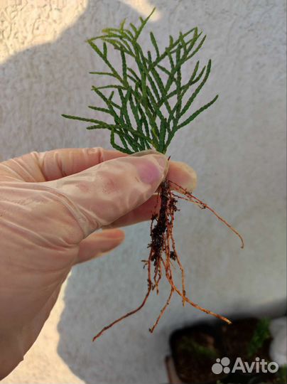 Туя Смарагд саженцы