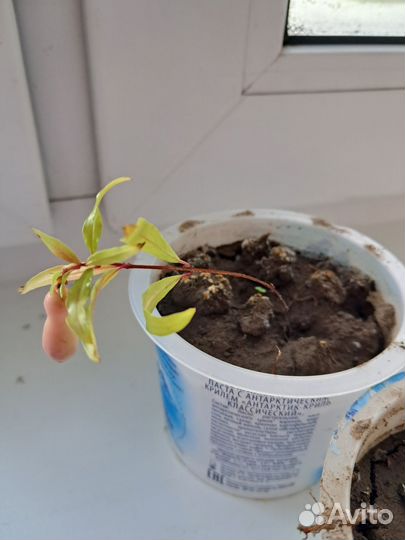 Гранат Нана