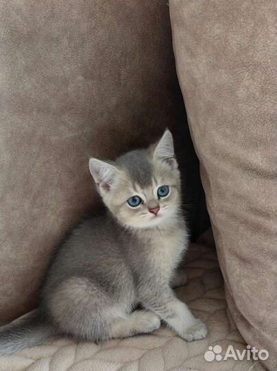 Британская кошка