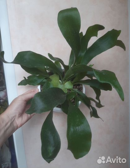 Папоротник Платицериум